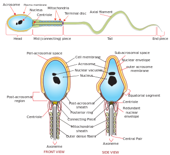 Male sperm diagrammed and how it affects the reproductive system and health.